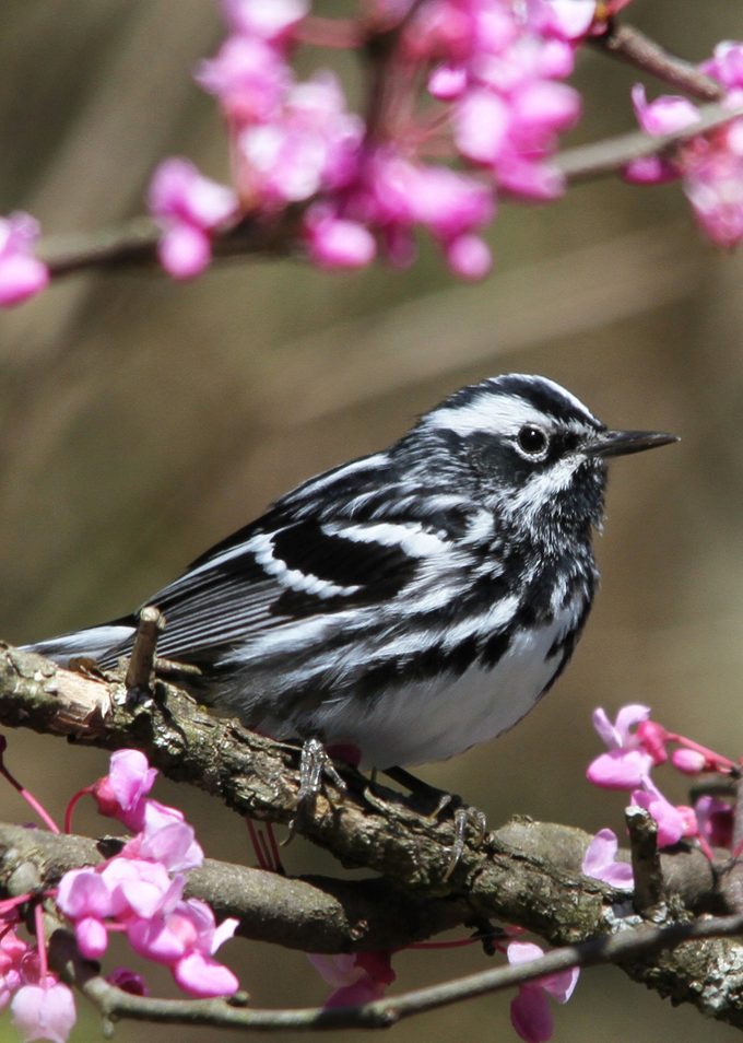 black and white warbler Tessa Nickels 001