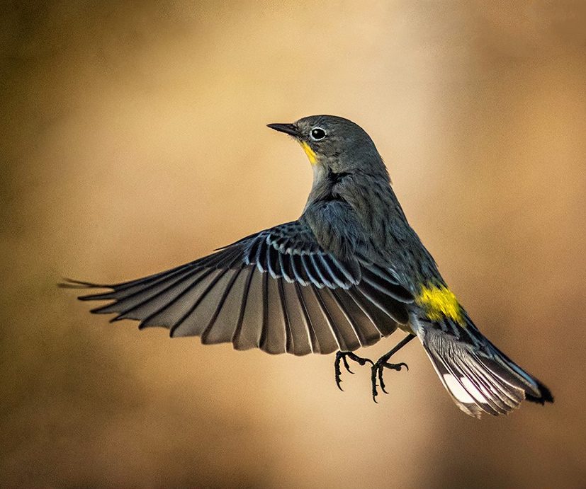 yellow rumped warbler Dale Christner