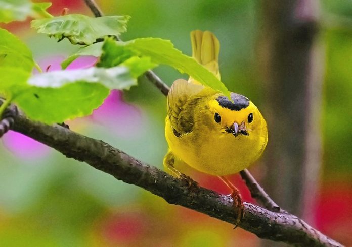 wilson's warbler