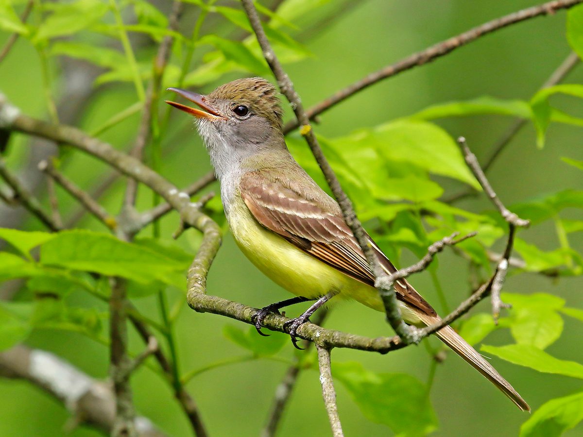 great crested flycatcher