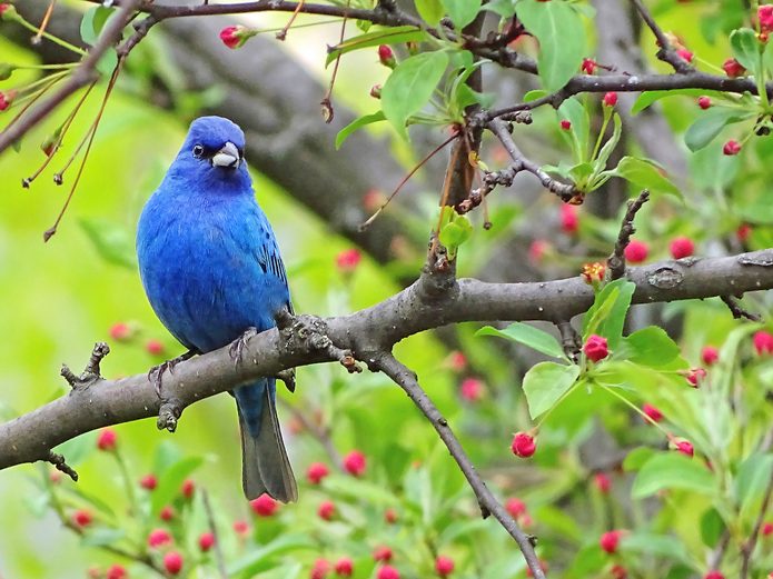 indigo bunting