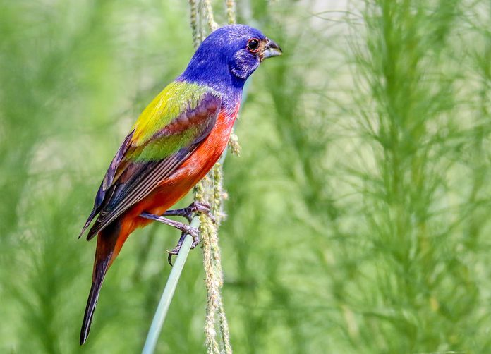 painted bunting