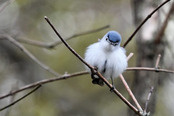 blue-gray gnatcatcher