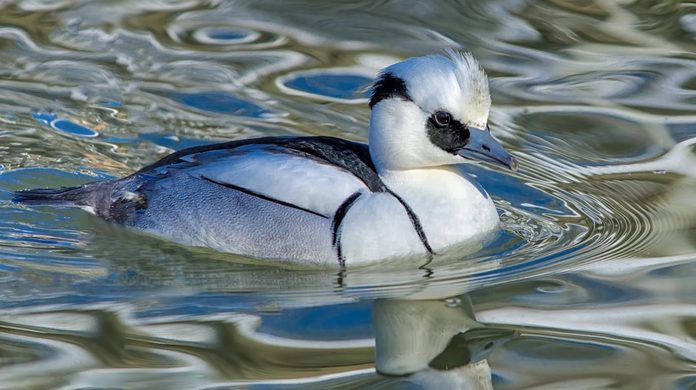 smew