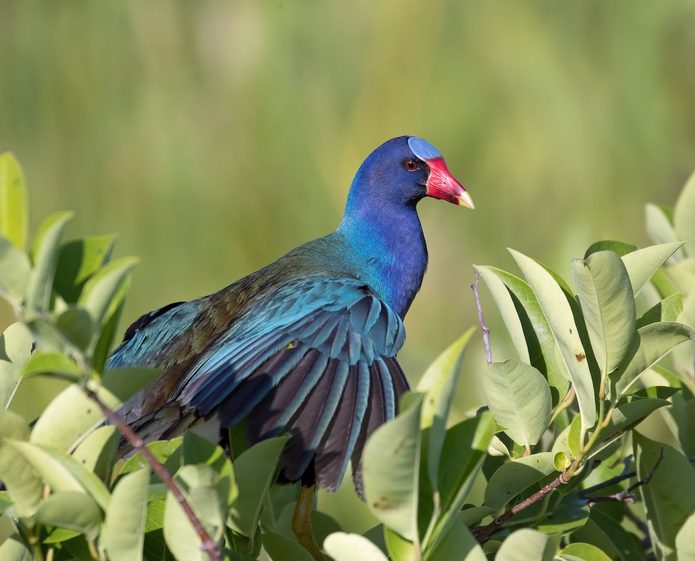 purple gallinule