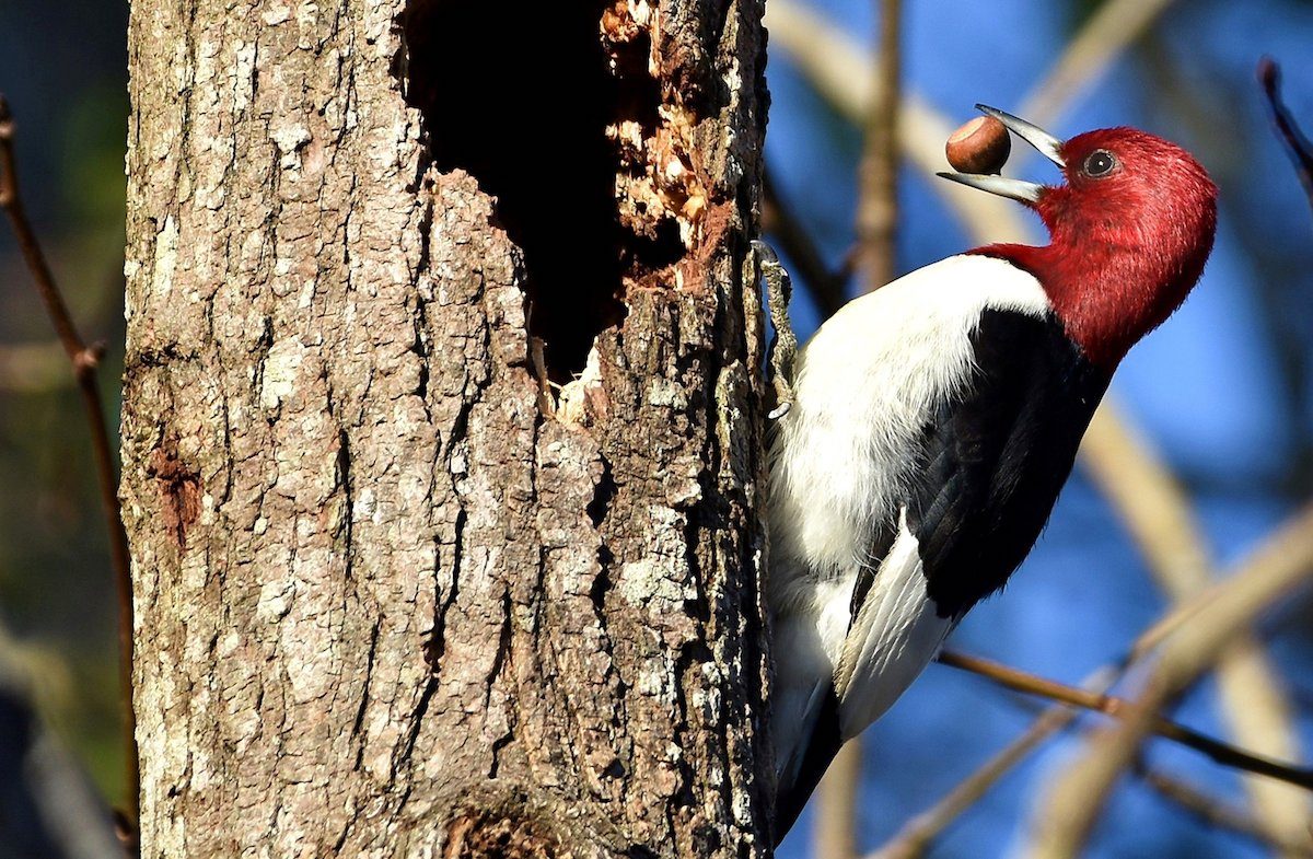 red headed woodpecker