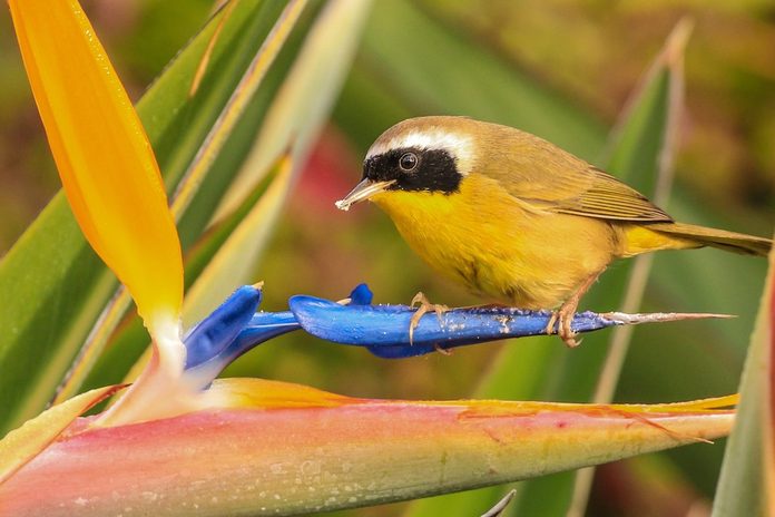 common yellowthroat
