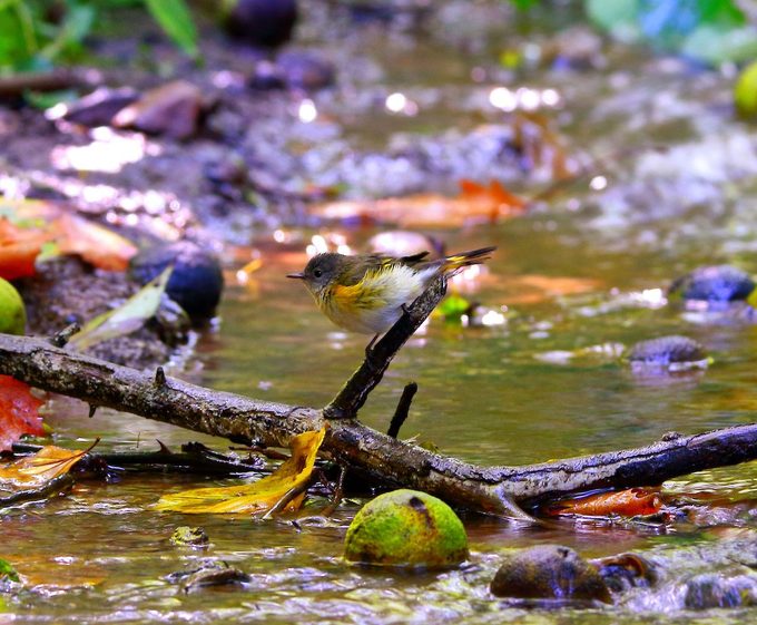 juvenile american redstart