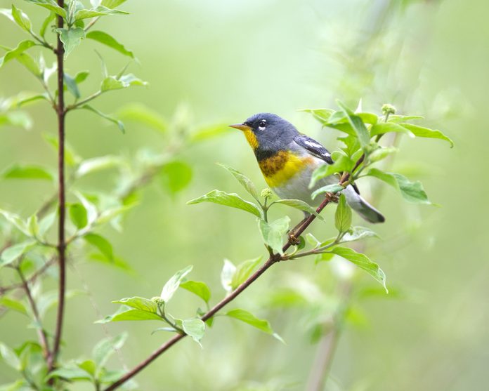 northern parula