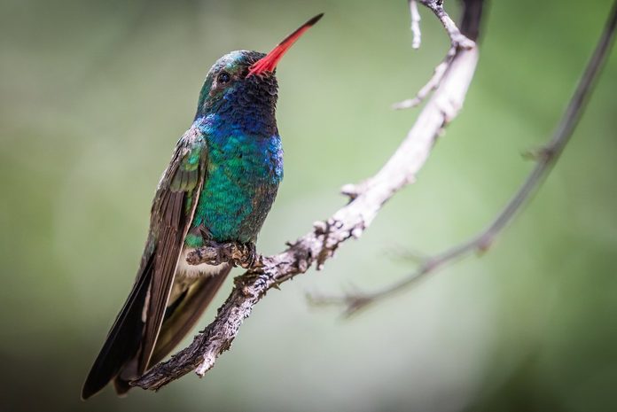broad billed hummingbird