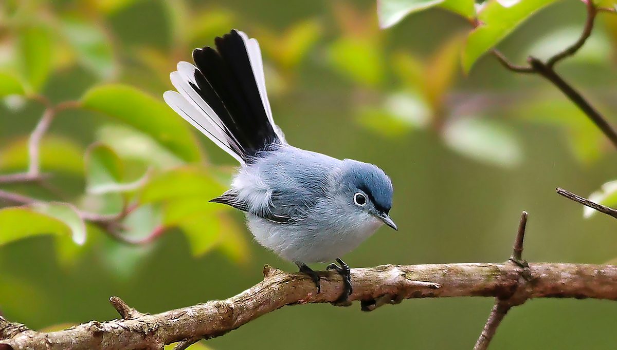 blue gray gnatcatcher Debbie Parker