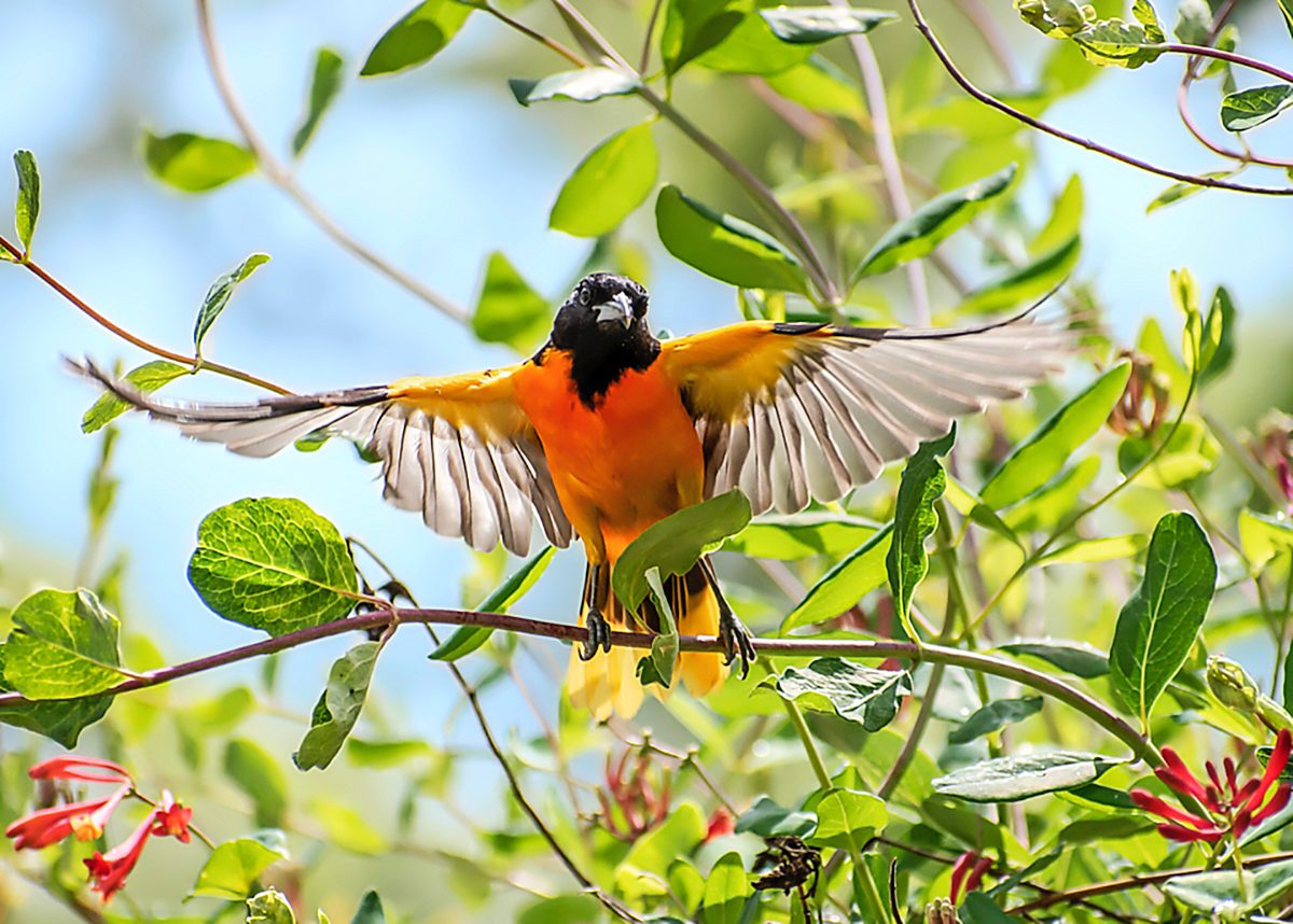 oriole bird pictures Bnbugc Robin Seeber