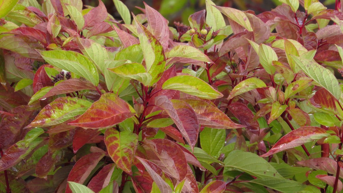 Cornusfirsteditionsfiredance 02 4819 1 1180x663