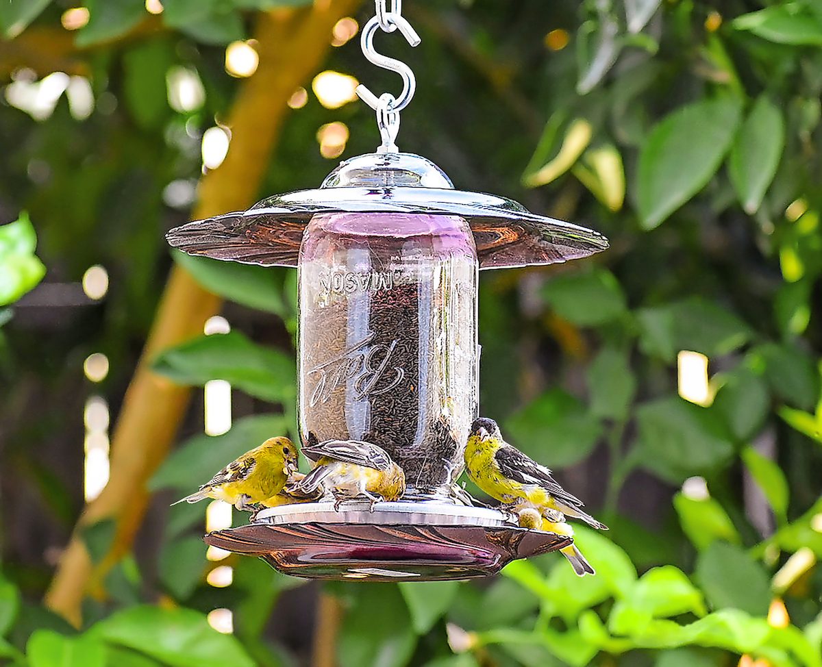 Finch feeder 193i Copy