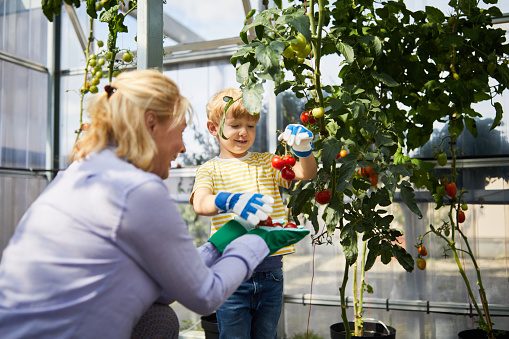 growing tomatoes indoors Smiling Grandson and grandmother picking tomatoes