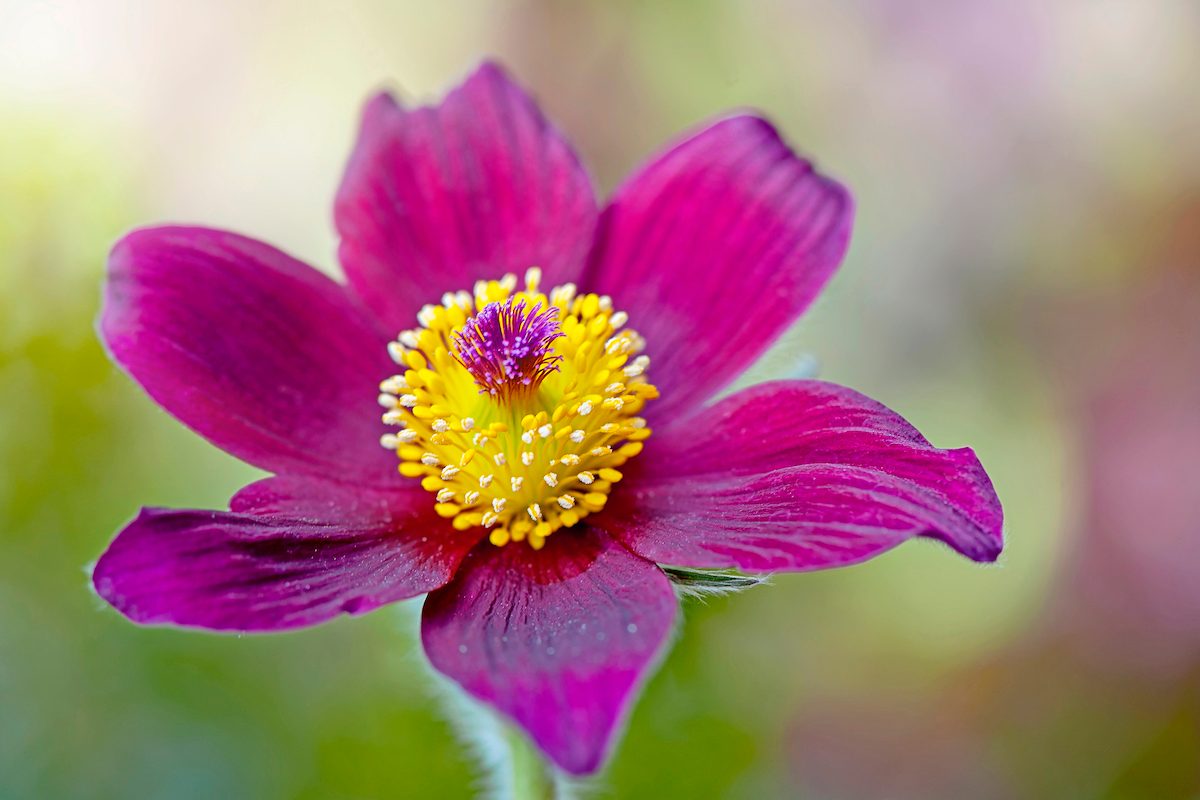 Spring Pulsatilla Vulgaris Pasque Flower, Pasqueflower, Common Pasque Flower, European Pasqueflower
