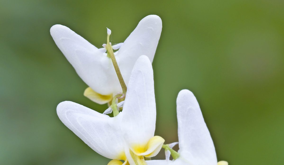 Dutchman's Breeches, Spring Wildflower (dicentra Cucullaria), Michigan, Usa, early blooming spring flowers
