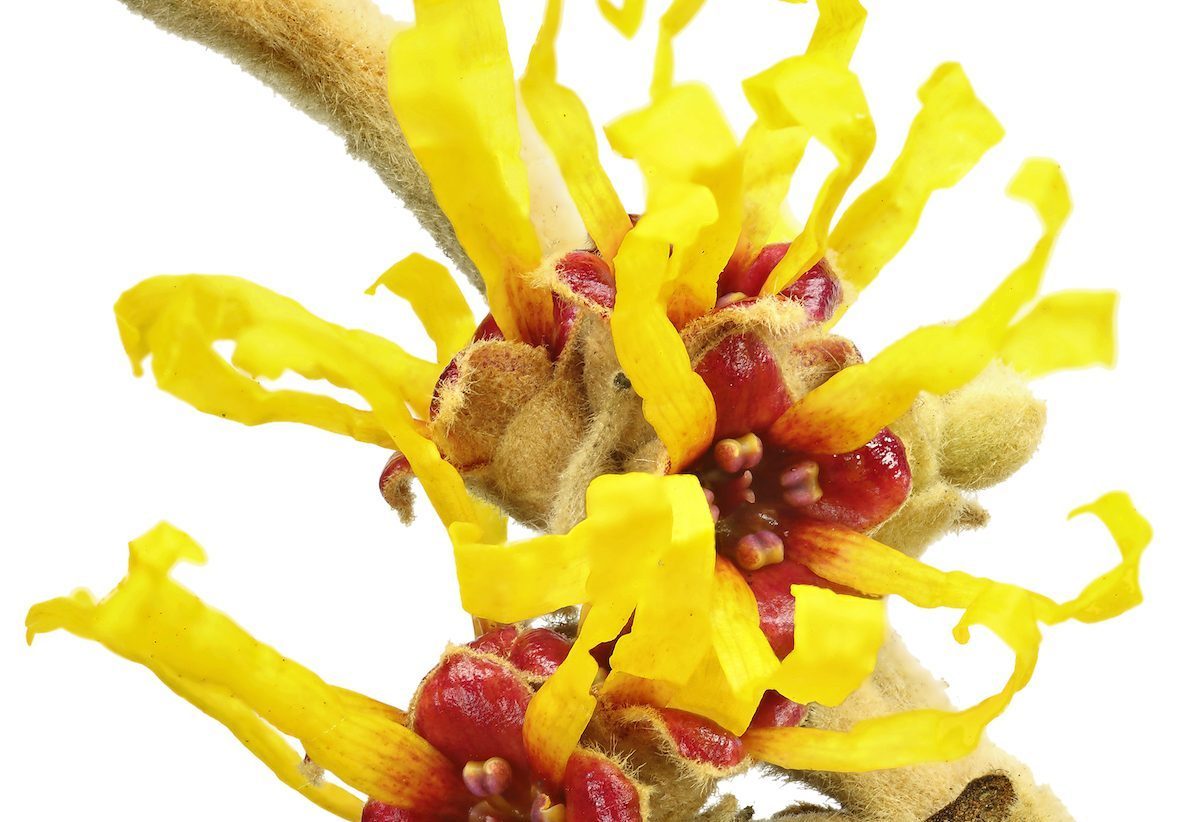 Witch Hazel (hamamelis Virginiana) Isolated On White