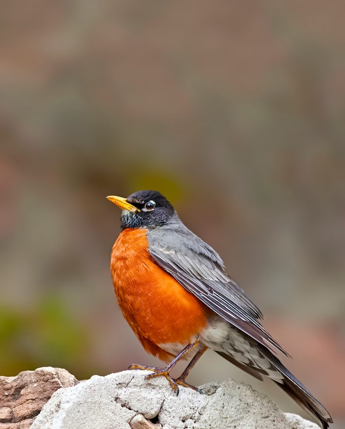 North American Robin
