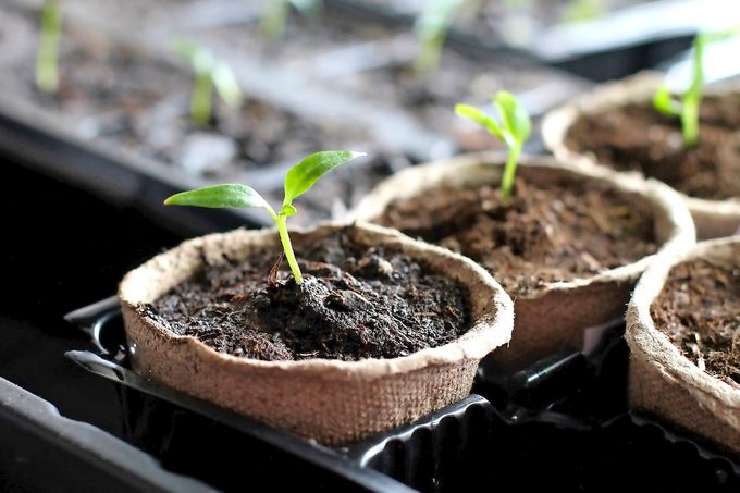 seedlings in peat pots
