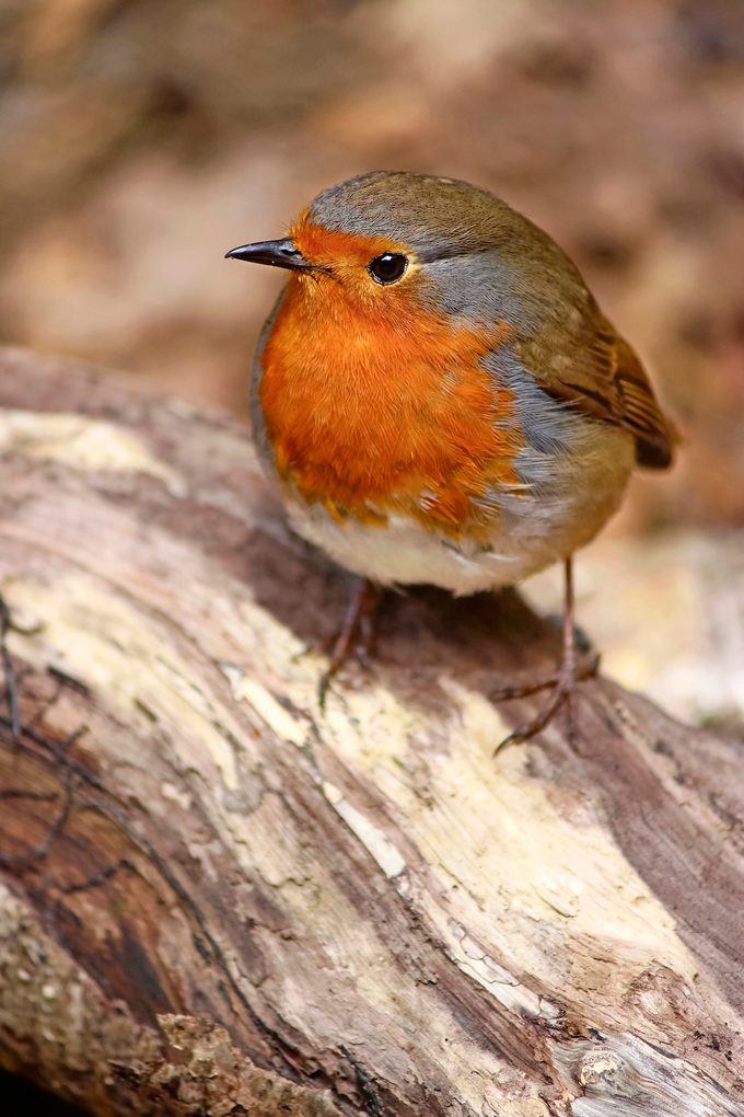 European robin