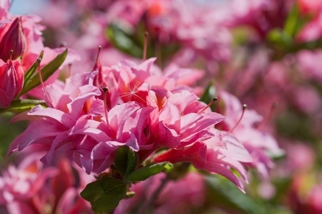 Rhodfirsteditonselectriclightsdoublepink 05 11466 1 1073x715