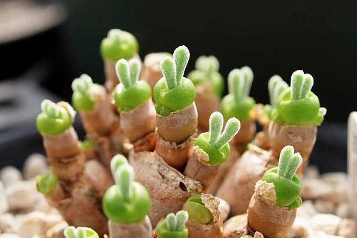 Bunny Succulents Qt 1200x800