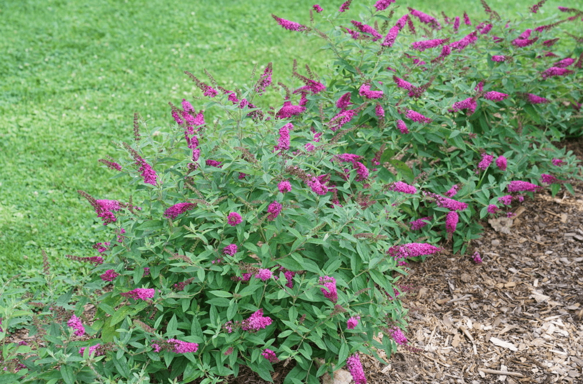 Butterflybushrubychip