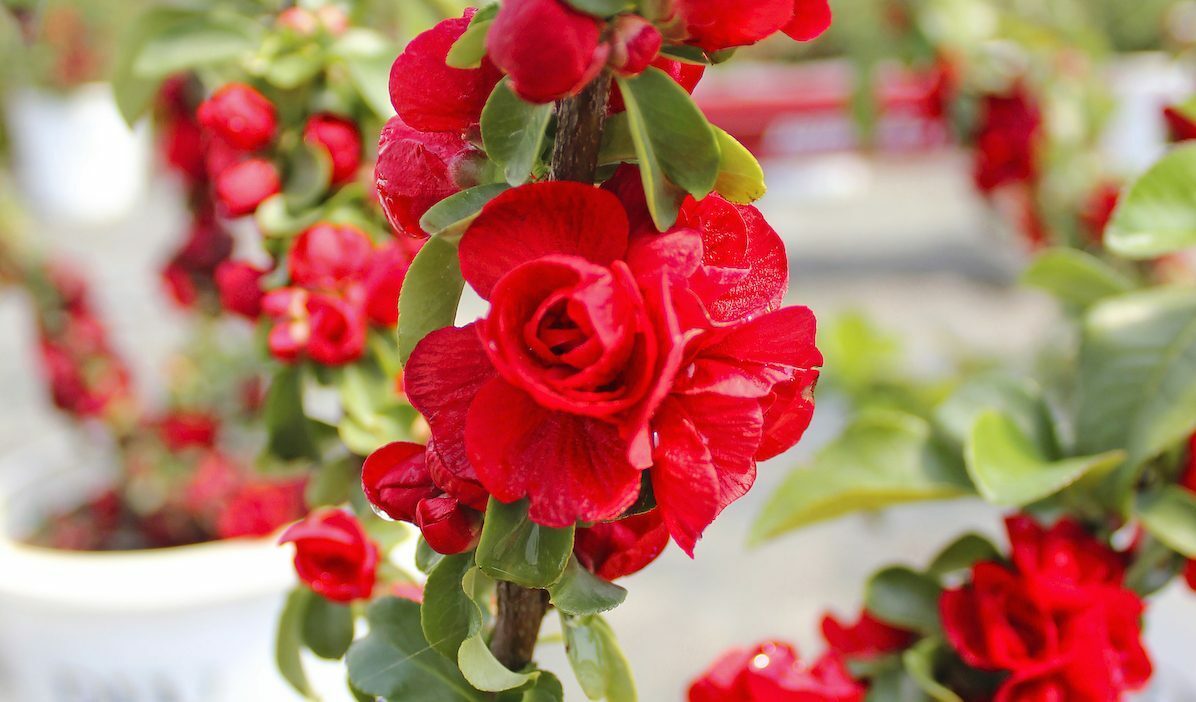 Chaenomeles Double Play Scarlet Closeup Stem, early blooming flowers, spring