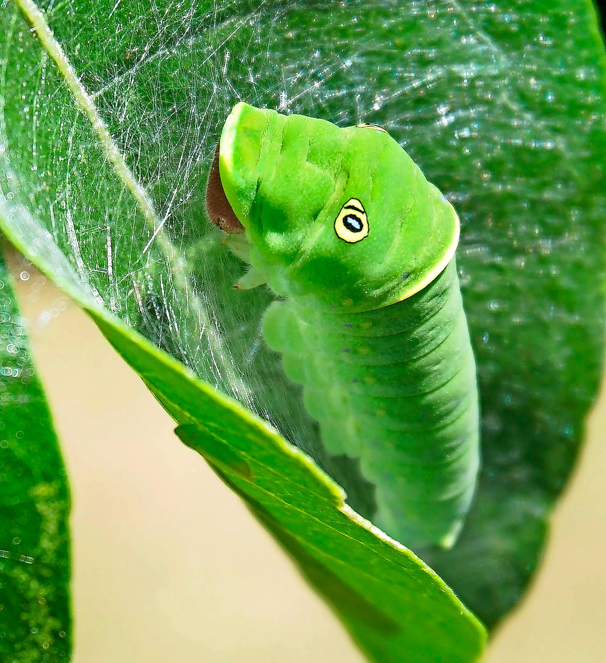 An eastern tiger swallowtail sitting on a leaf.