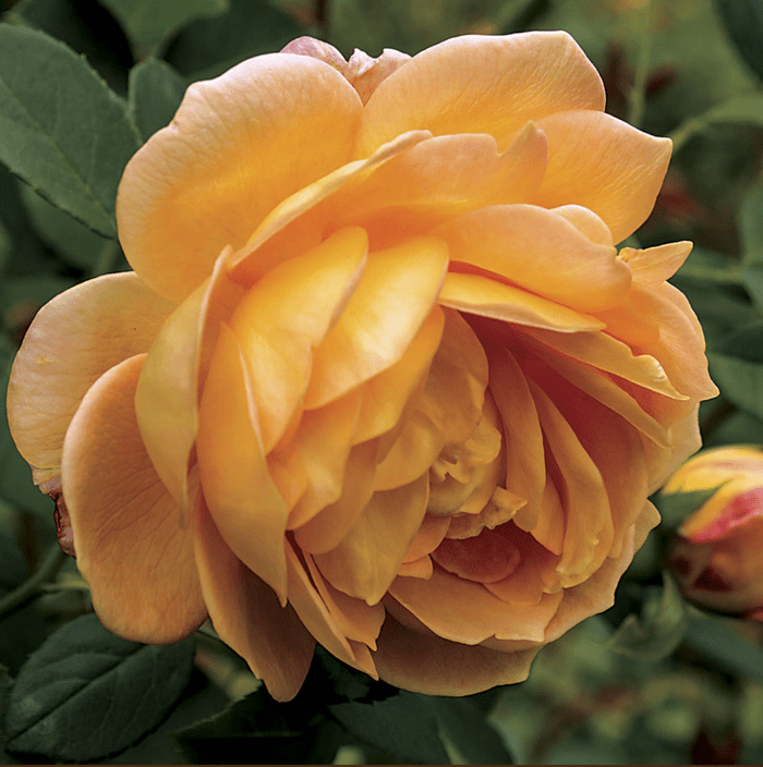 Honeyperfumerose