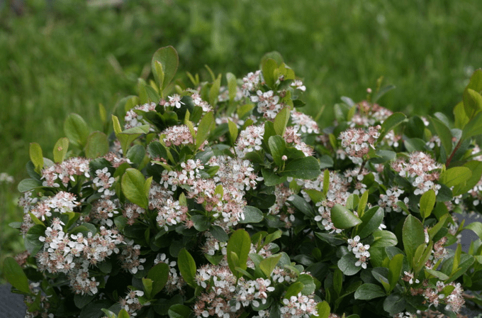 Low Scape Mound Chokeberry