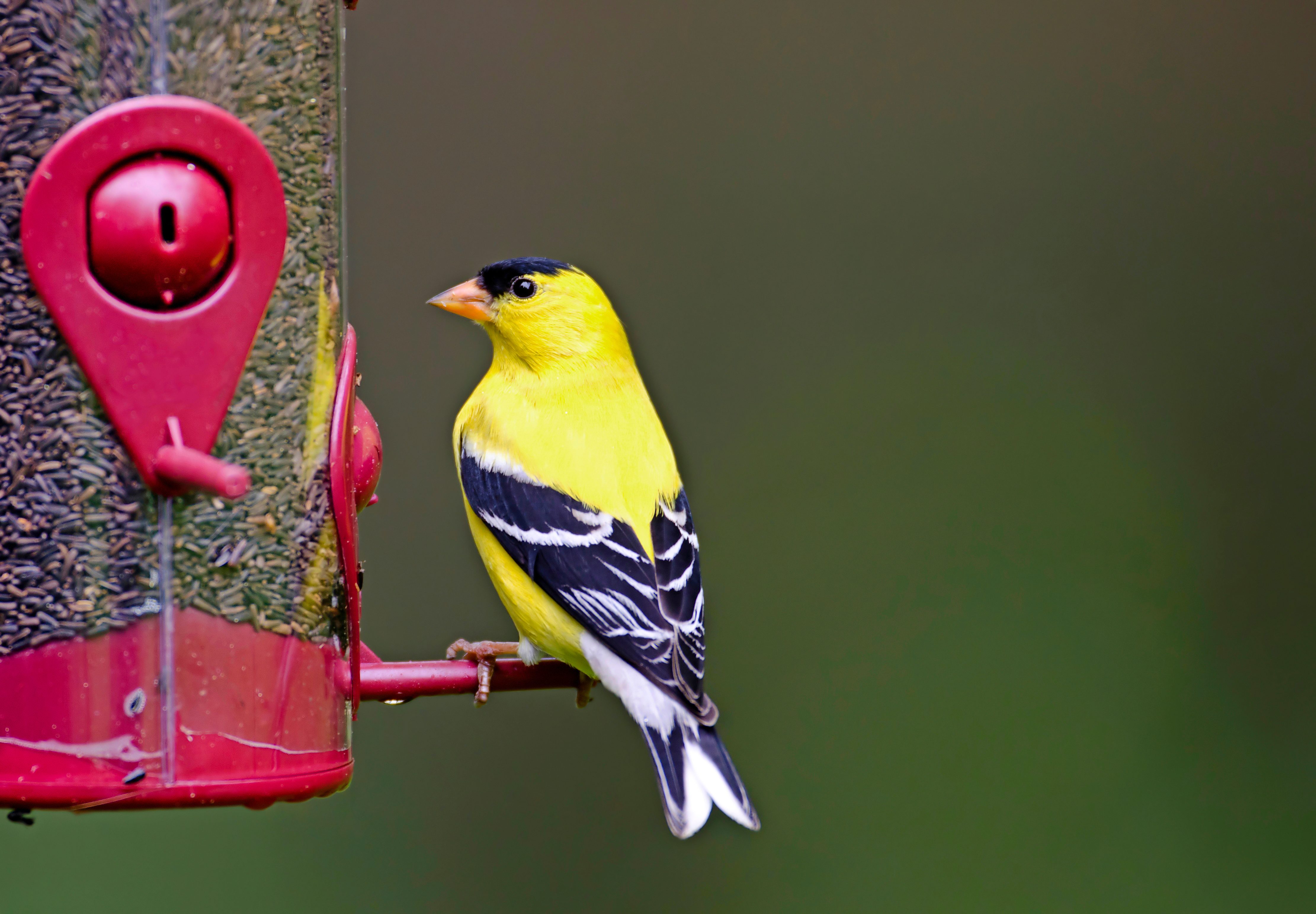 Male Goldfinch Thistle Feeder
