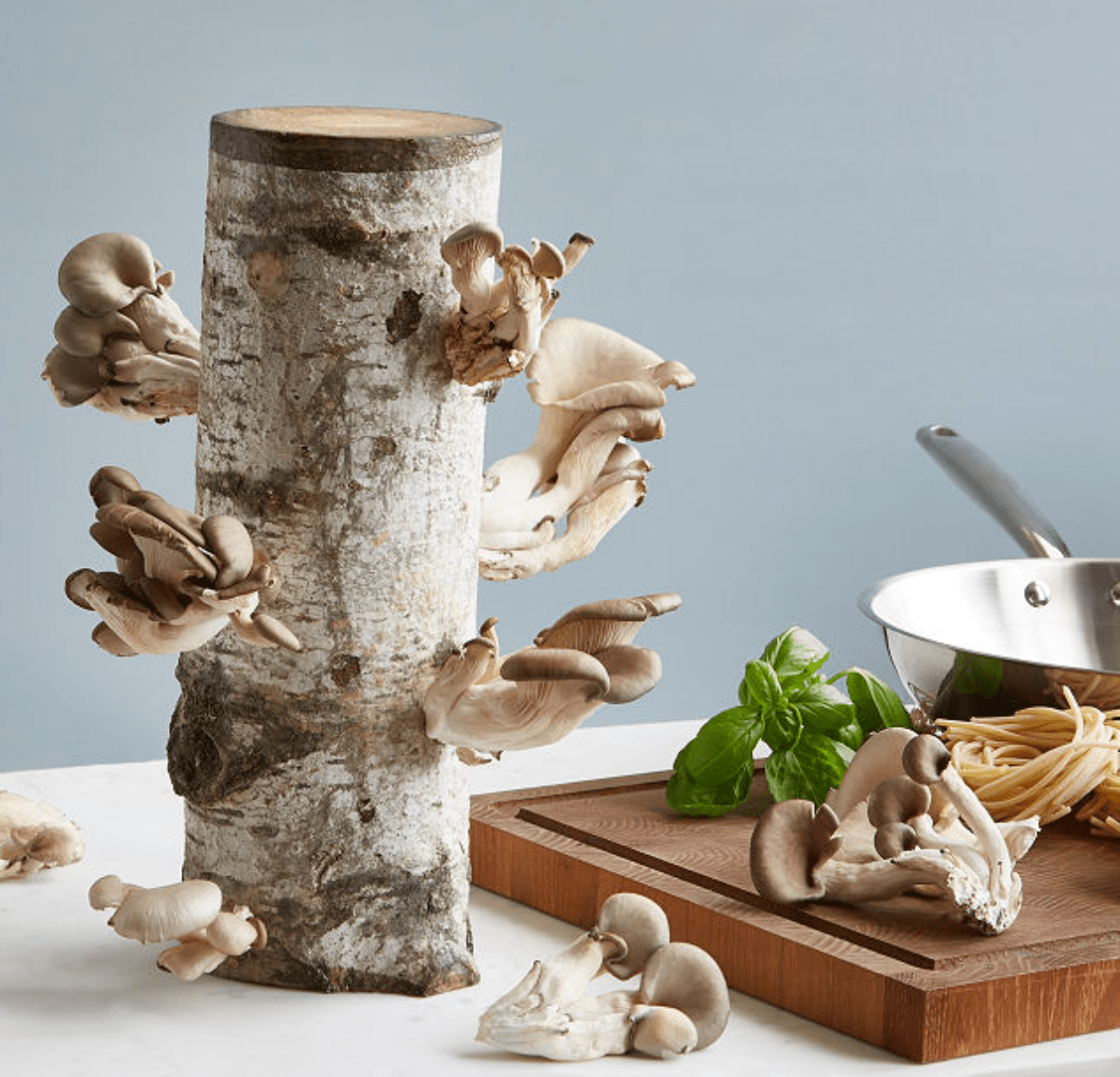 Oyster Mushroom Kit