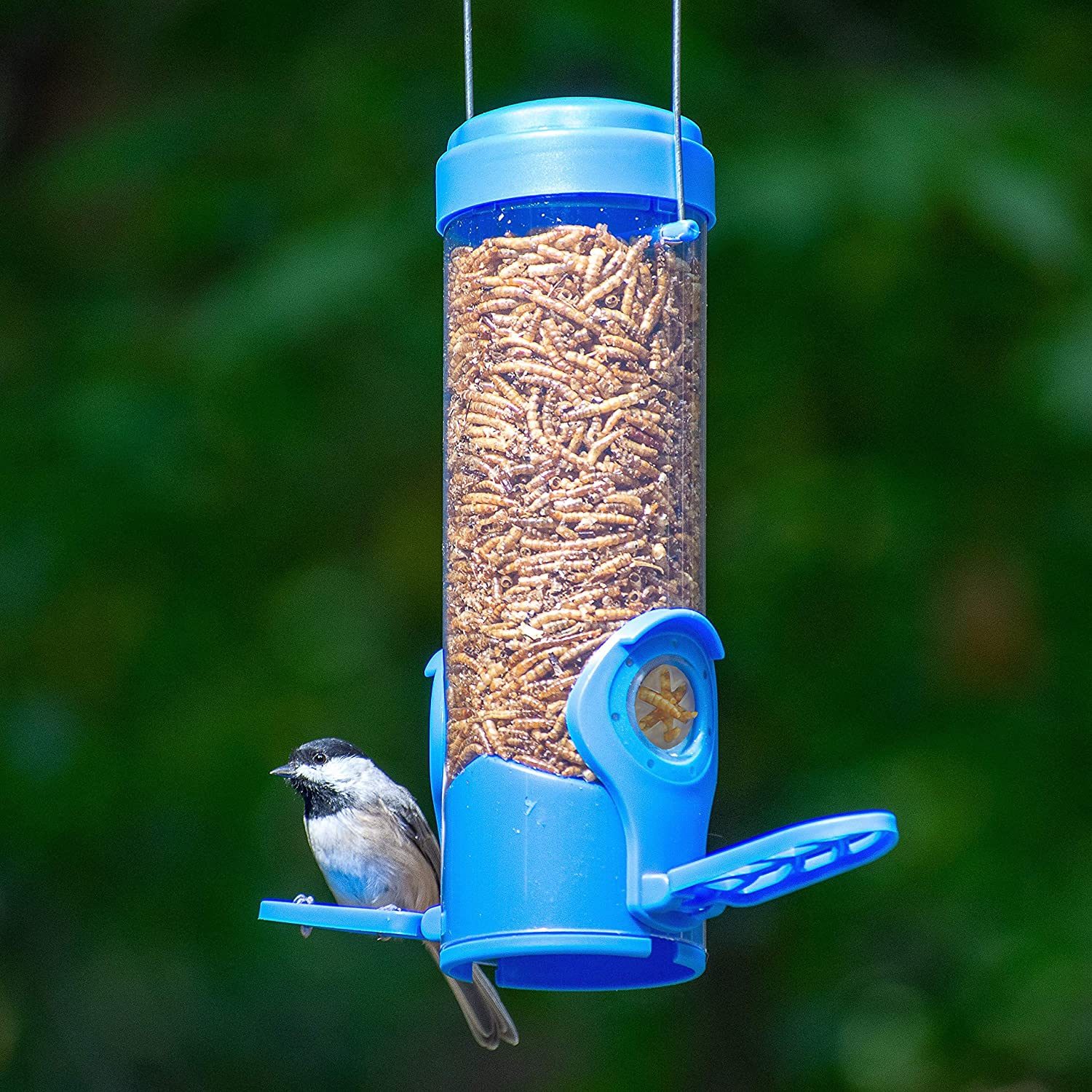 Perkypetbluebirdfeeder
