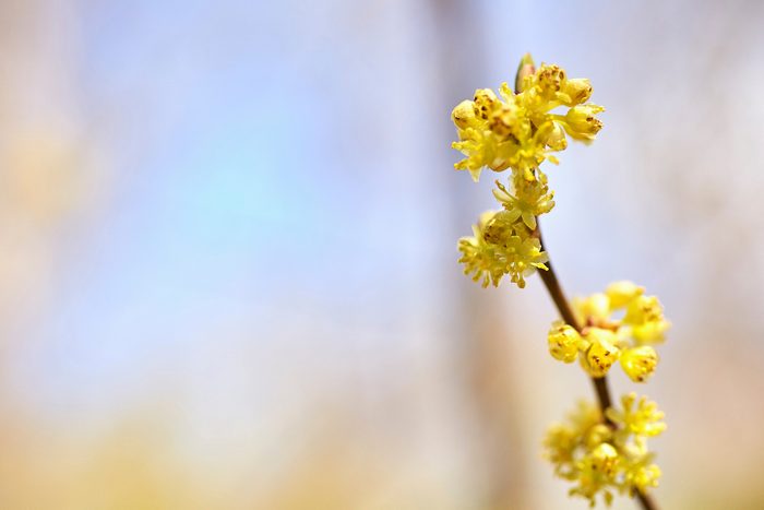 northern spice bush yellow flowering shrub