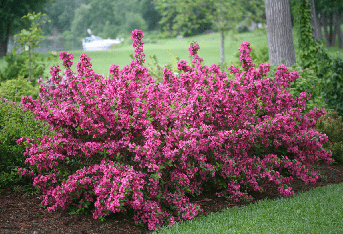 Sonic bloom weigela