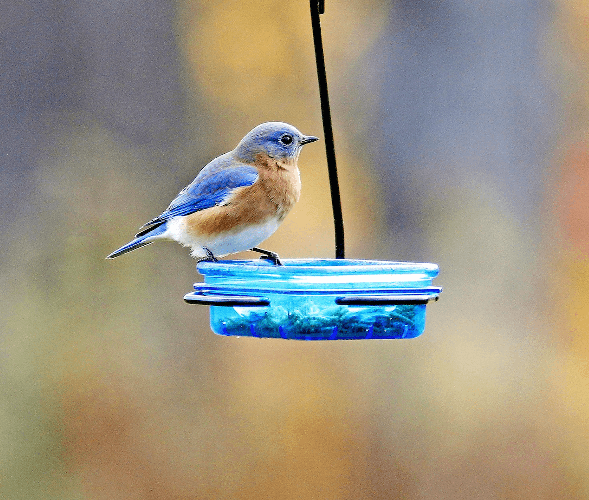 Stokes Bluebird Feeder