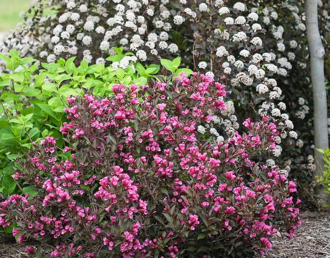 when to prune trees and shrubs