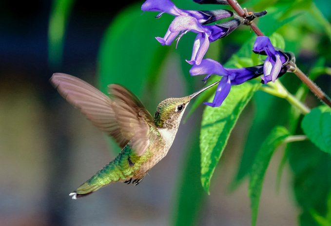 black and blue salvia