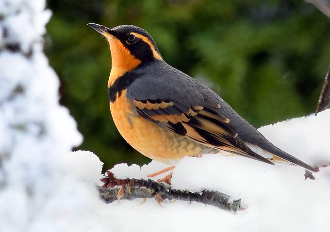 Male Varied Thrush