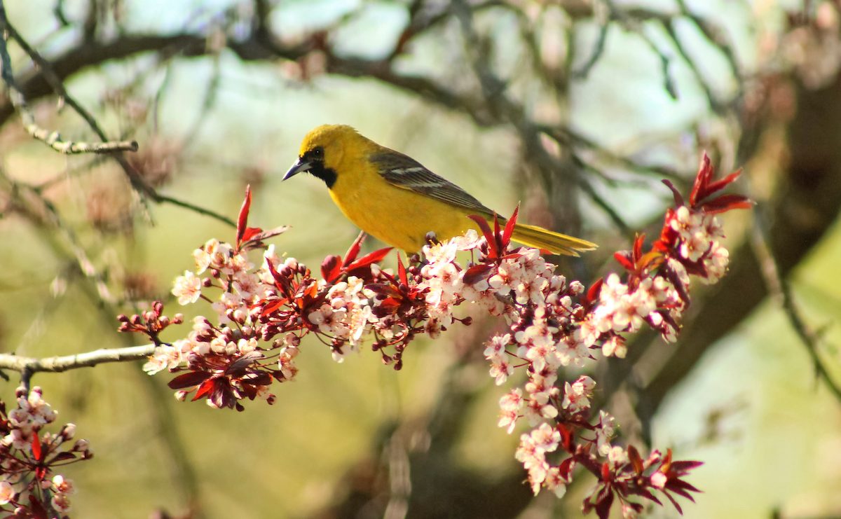 juvenile orchard oriole