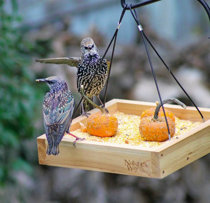 european starlings