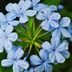 12 Beautiful Blue Flowers for Every Garden