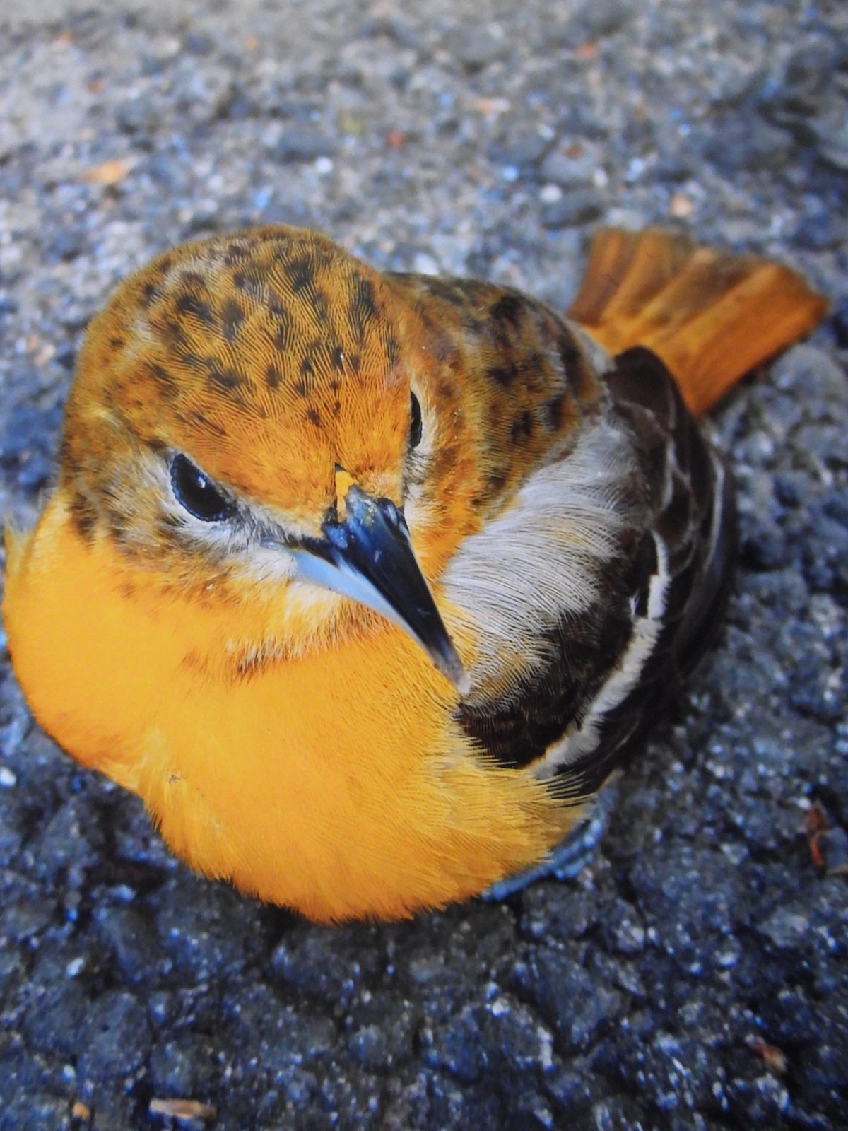 stunned bird that hit window