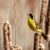 Look and Listen for a Common Yellowthroat