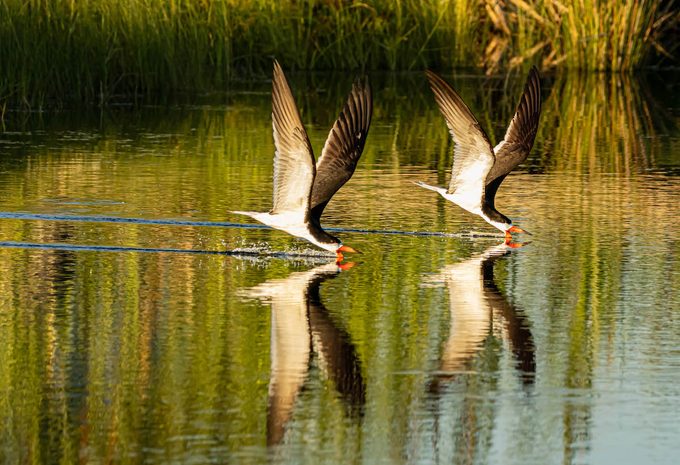 beach birds black skimmers