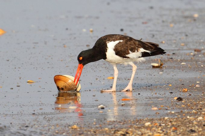 American Oystercatcher (haematopus Palliatus)