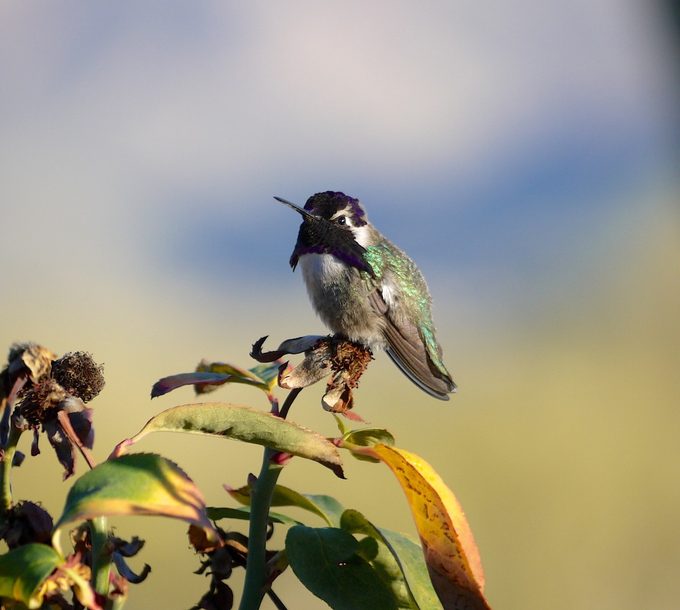 costa's hummingbird