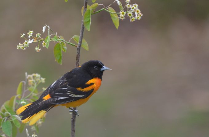 oriole bird